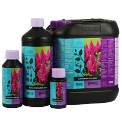 Atami B´cuzz Blossom...